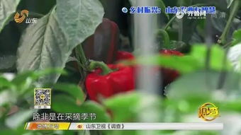 智能農業新篇章 夫妻攜手，手機遠程掌控三座蔬菜大棚