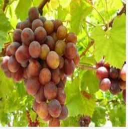 探索天狼網 糧油水果、肉菜水產到百大行業一站式供應商機