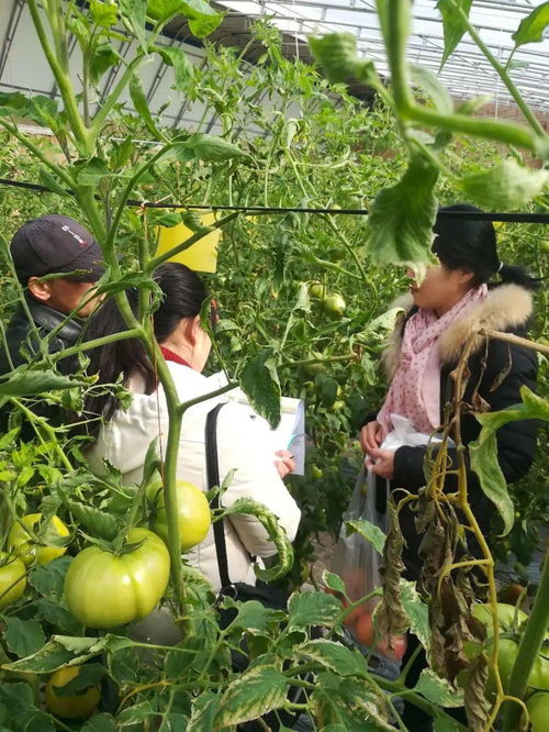 筑牢舌尖安全防線 耀州區(qū)農(nóng)檢中心強化農(nóng)產(chǎn)品質(zhì)量監(jiān)管紀實